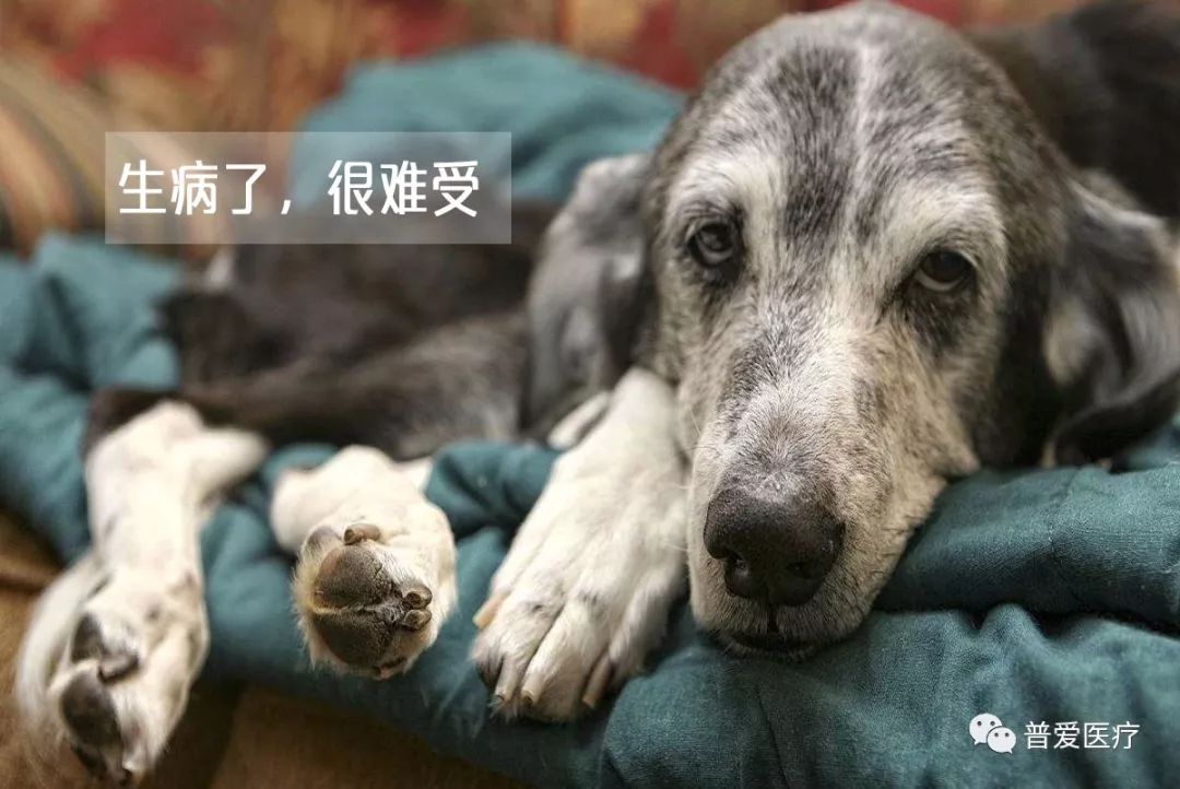 以仁醫(yī)之心關愛寵物健康