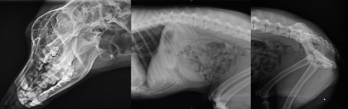 寵物DR片 寵物DR片