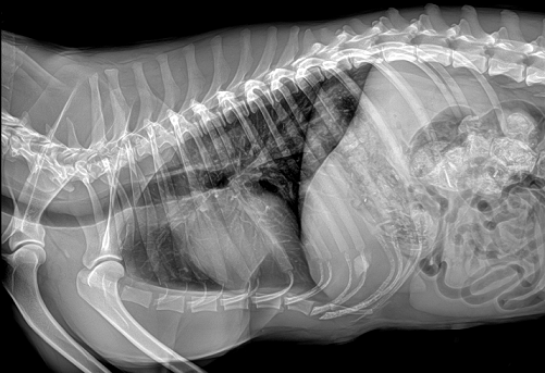 寵物dr影像 寵物dr影像