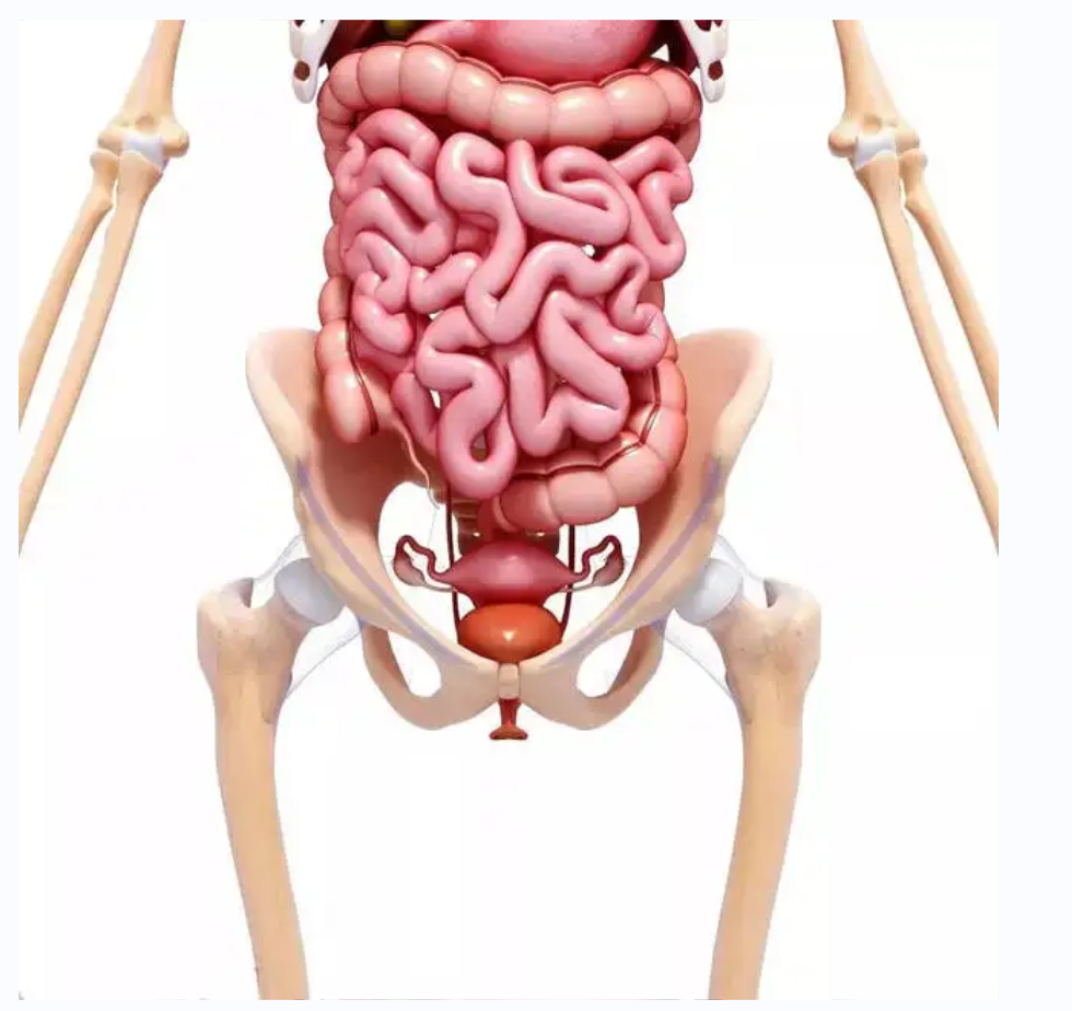 【醫(yī)療科普】:骨盆保護(hù) 【醫(yī)療科普】:骨盆保護(hù)