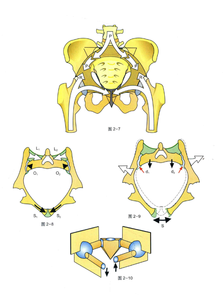 【醫(yī)療科普】:骨盆承重 【醫(yī)療科普】:骨盆承重